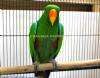 ECLECTUS - GENUINE BREEDING MALE