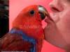 ECLECTUS BABIES