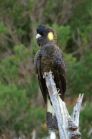 Cockatoos for Sale @ Birdsforsaleonline.com.au